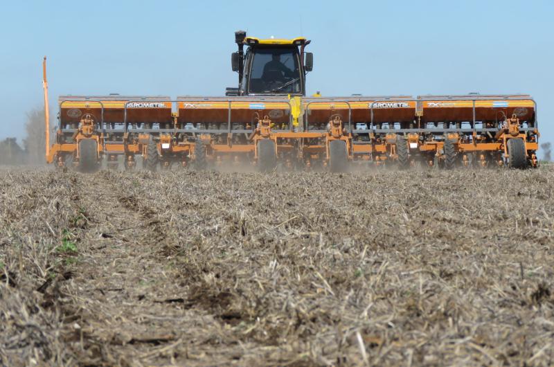 Complicaciones para sembrar maiacutez impulsan el protagonismo de girasol y sorgo 