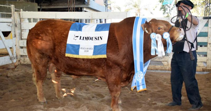 La 38deg Exposicioacuten de Primavera Limousin brilloacute en la 77ordm Expo Rural de Jesuacutes Mariacutea