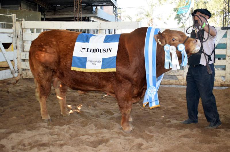 La 38deg Exposicioacuten de Primavera Limousin brilloacute en la 77ordm Expo Rural de Jesuacutes Mariacutea