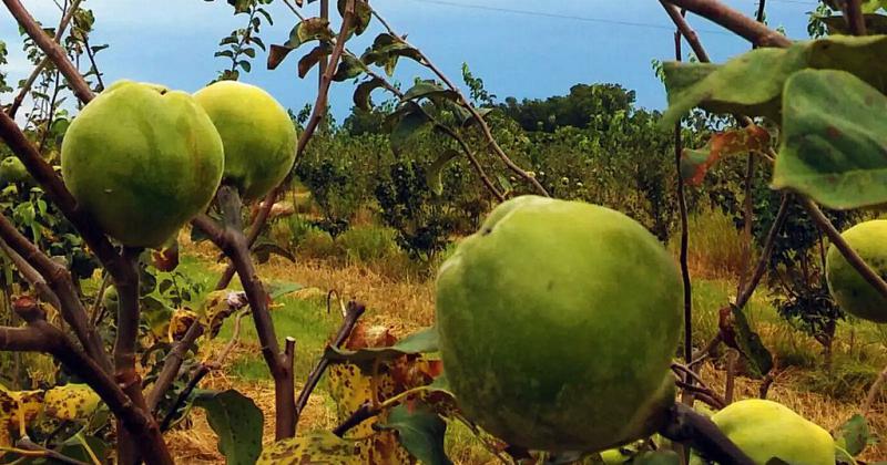 El membrillo una alternativa posible al ciacutetrico y la fruta de carozo