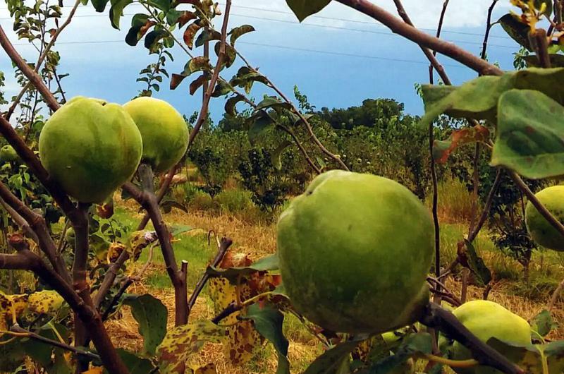 El membrillo una alternativa posible al ciacutetrico y la fruta de carozo