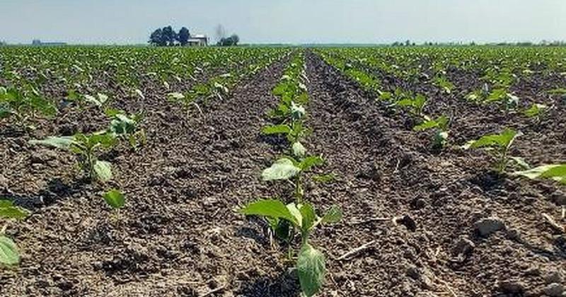 Lotes con girasol en etapa de crecimiento buena emergencia en el centro norte del departamento General Obligado