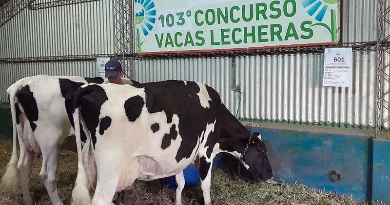 Rafaela se viste de blanco con un nuevo Concurso de Vacas Lecheras