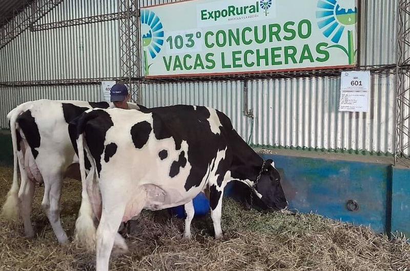 Rafaela se viste de blanco con un nuevo Concurso de Vacas Lecheras