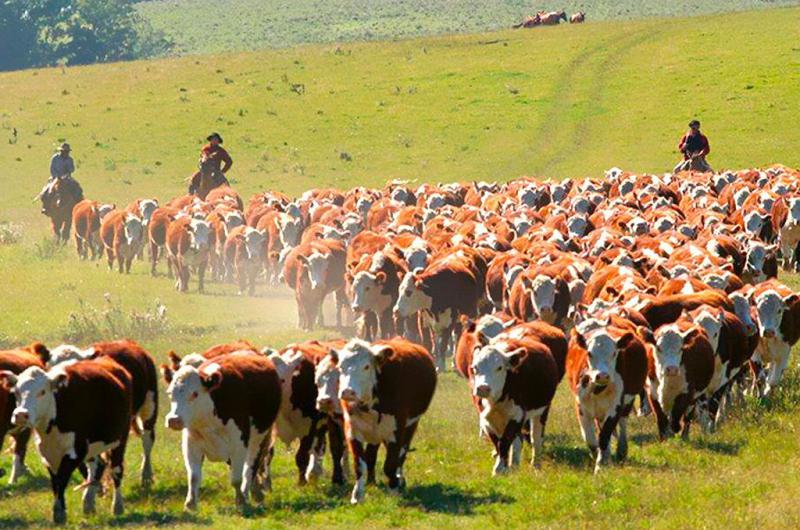 Industria caacuternica- iquestcuanto del modelo uruguayo puede tomar Argentina