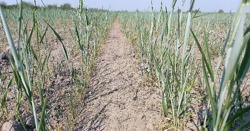 Trigo en estado malo un 10 -en-porciento- del rea