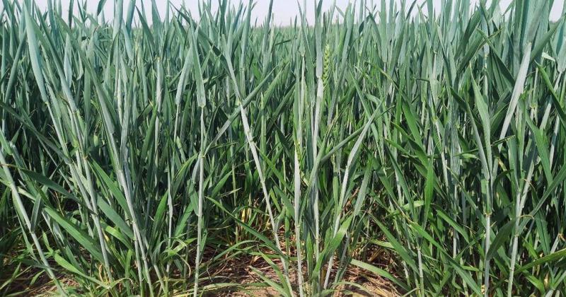 Lote con trigo en buen estado buena estructura de planta en el centro del departamento Castellanos