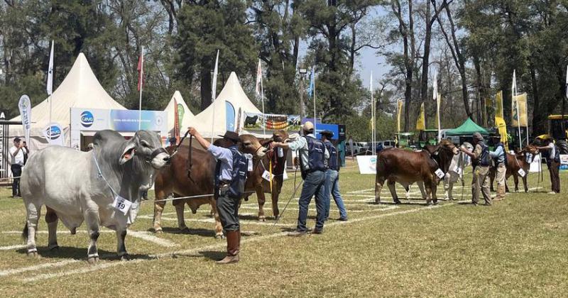 Aquiacute estaacuten estos son los toros grandes campeones BRA