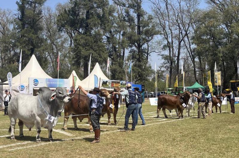 Aquiacute estaacuten estos son los toros grandes campeones BRA