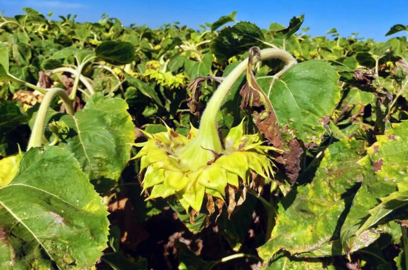 Ya funciona un sistema de alertas para anticiparse al cancro del tallo en girasol