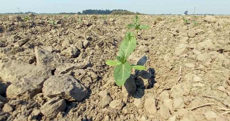 Lotes con girasol en etapa de crecimiento y desarrollo en el norte del departamento General Obligado