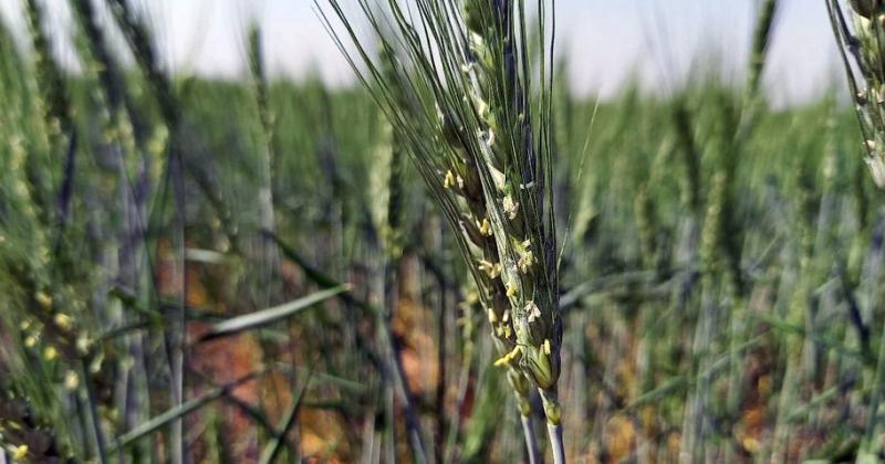 Lote con trigo en plena floración en el sureste del departamento General Obligado