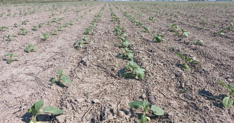 Lotes con girasol en etapa de crecimiento y desarrollo en el centro del departamento General Obligado