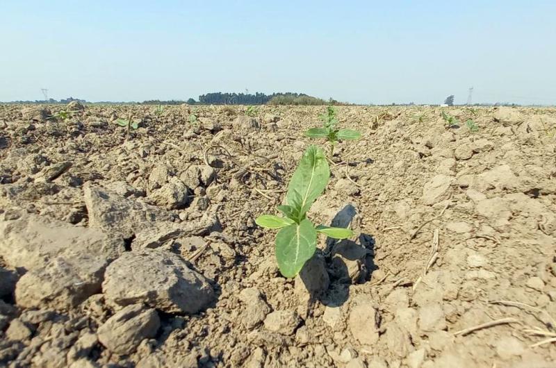 Lotes con girasol en etapa de crecimiento y desarrollo en el norte del departamento General Obligado