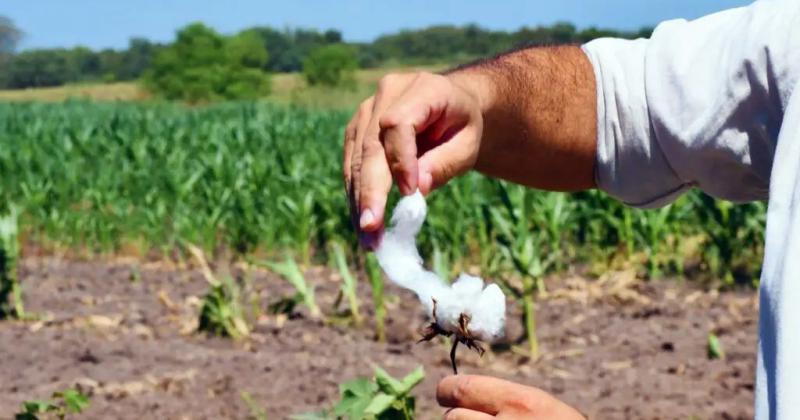 El algodoacuten de fibras extralargas del INTA llega a la industria textil