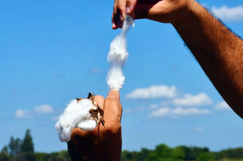 El algodoacuten de fibras extralargas del INTA llega a la industria textil