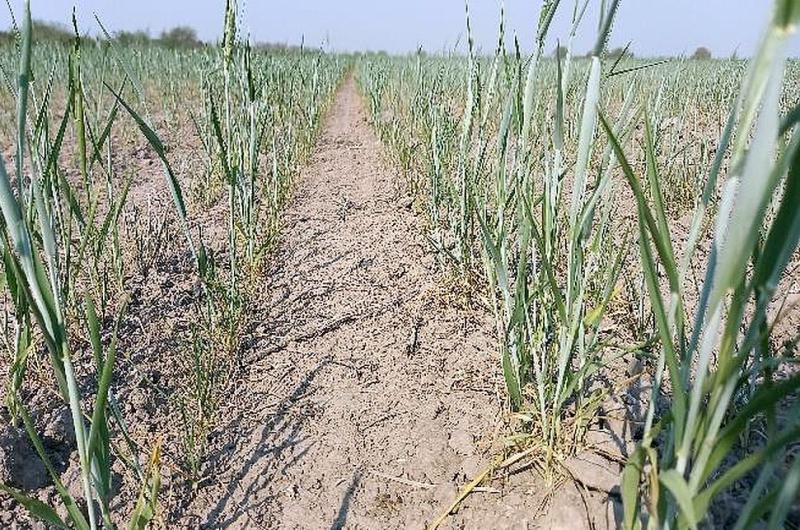 Zona nuacutecleo- un tercio de los trigos no estaacuten buenos