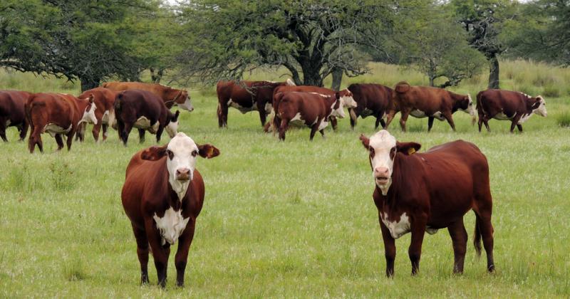 La UE no cede y confirma que en 2025 empieza a exigir carne y soja libres de deforestacioacuten