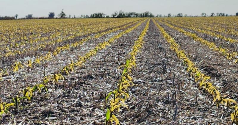 Las bajas temperaturas también ponen en jaque la siembra de maíz