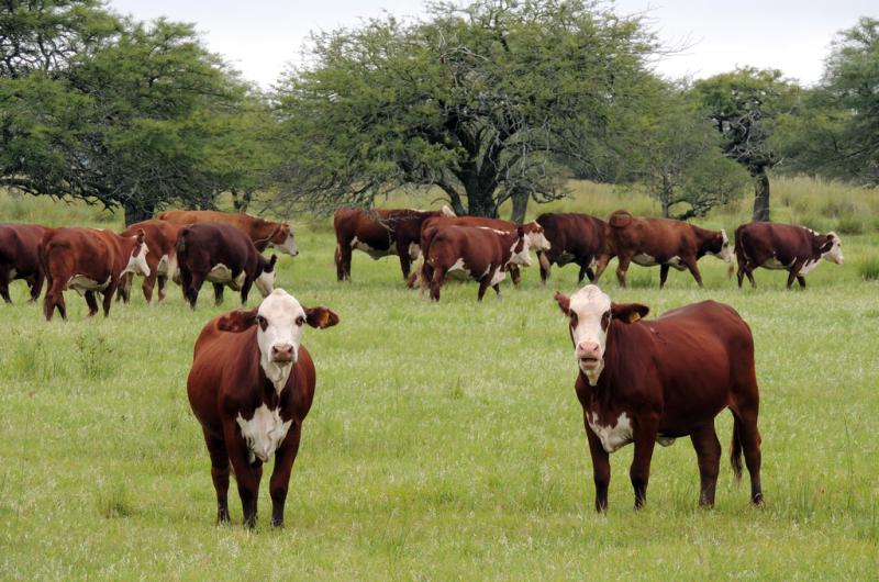 La UE no cede y confirma que en 2025 empieza a exigir carne y soja libres de deforestacioacuten