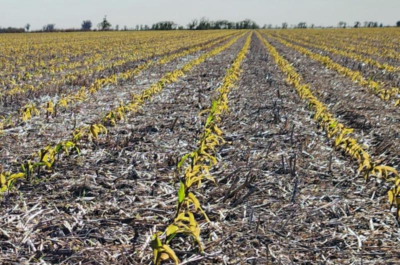 Las bajas temperaturas también ponen en jaque la siembra de maíz