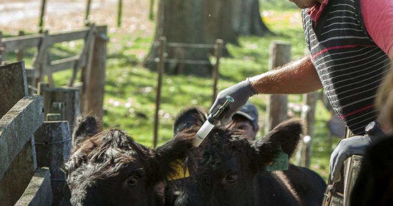 Aftosa- en octubre arranca la segunda vacunacioacuten del antildeo