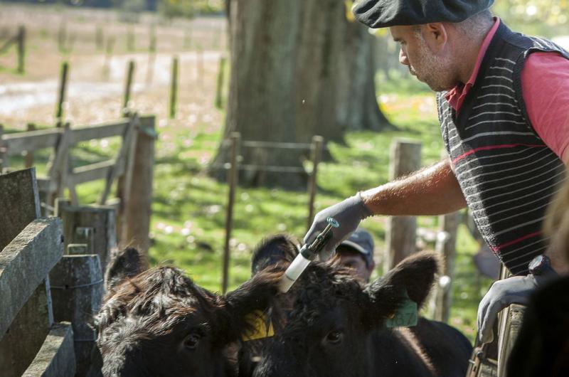 Aftosa- en octubre arranca la segunda vacunacioacuten del antildeo