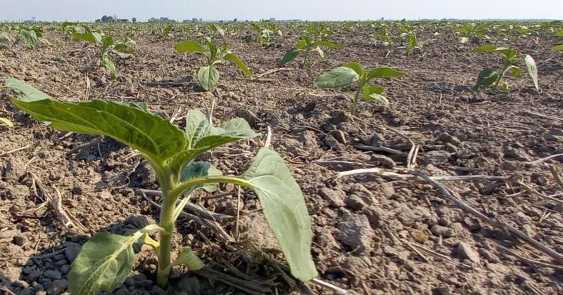 Lote con girasol en etapa de crecimiento y desarrollo en el norte del departamento General Obligado