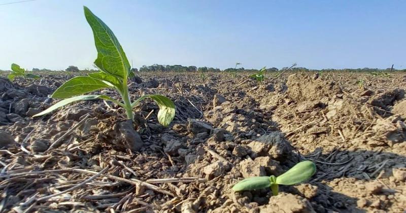 Lote con girasol resembrado en emergencia y desarrollo en el centro del departamento General Obligado