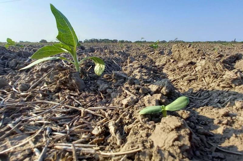 Lote con girasol resembrado en emergencia y desarrollo en el centro del departamento General Obligado