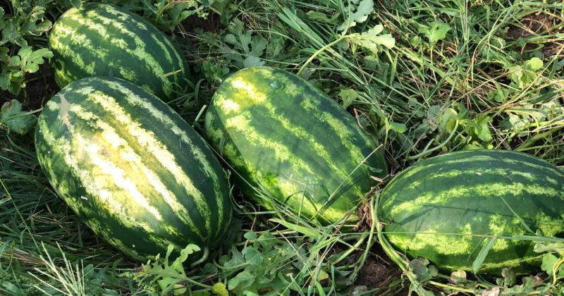 Con otra dinaacutemica llegan otros frutos a la costa santafesina