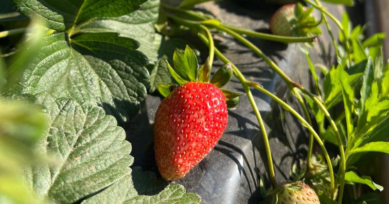 Con otra dinaacutemica llegan otros frutos a la costa santafesina