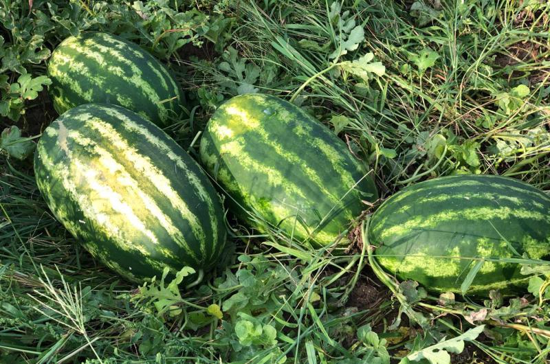 Con otra dinaacutemica llegan otros frutos a la costa santafesina