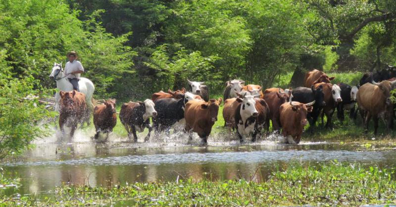 Rosario capital del Reservorio Mundial de Carnes