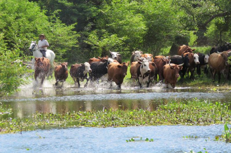 Rosario capital del Reservorio Mundial de Carnes