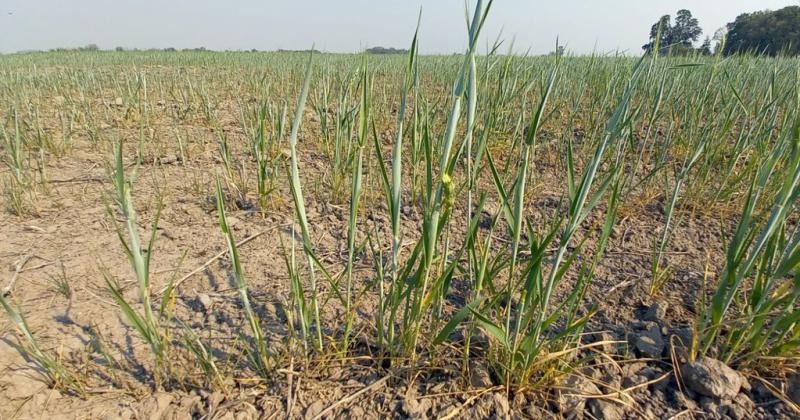 Lote de trigo malo en el centro norte de General Obligado