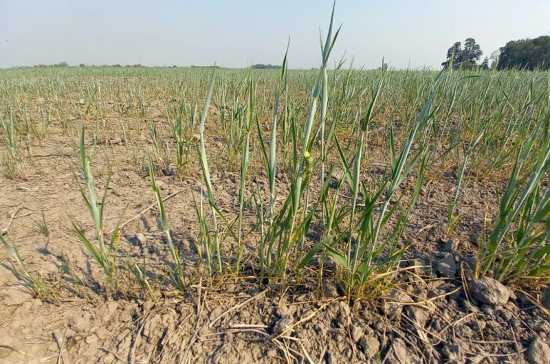 Lote de trigo malo en el centro norte de General Obligado