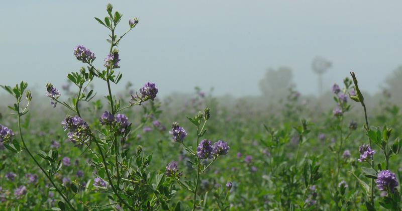 Con el impulso de la UNL la alfalfa tendraacute su propia expo en Esperanza