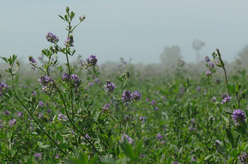 Con el impulso de la UNL la alfalfa tendraacute su propia expo en Esperanza