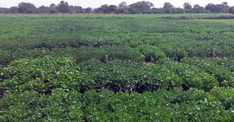 Gran Chaco Argentino- buscan una produccioacuten sustentable integrando campo ambiente y sociedad