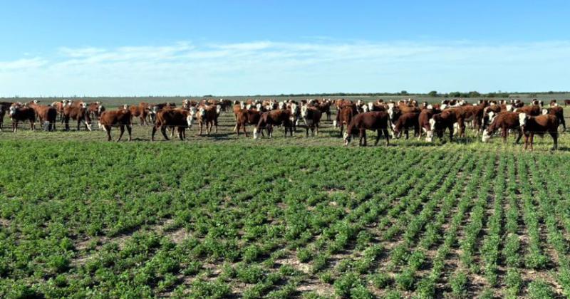 Las lluvias llegaron tarde para los sistemas ganaderos ya que la sequía de tres años consecutivos dificultó la salida del invierno debido a la falta de forraje