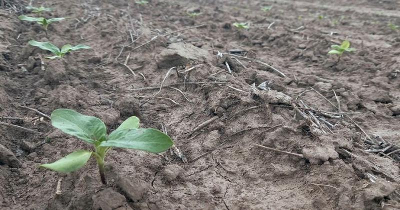 Lote con girasol en etapa de crecimiento y desarrollo vegetativo en el centro oeste del departamento Las Colonias