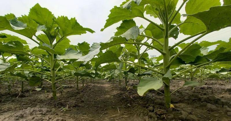 Lote con girasol en desarrollo muy buena estructura de plantas en el sur del departamento General Obligado