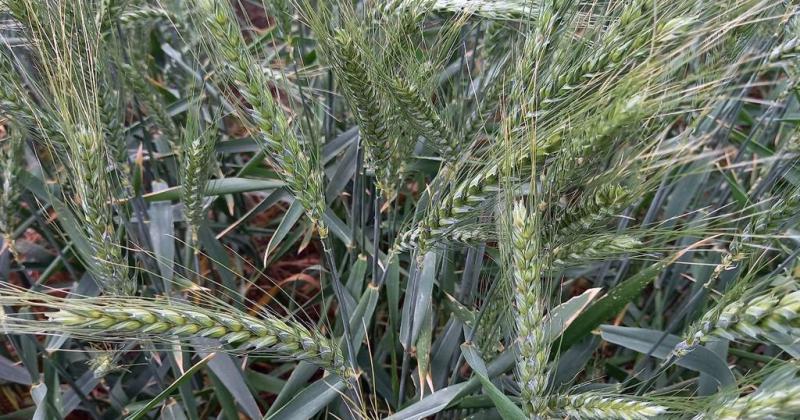 Lote con trigo muy buen estado en etapa de grano lechoso en el oeste del departamento Castellanos