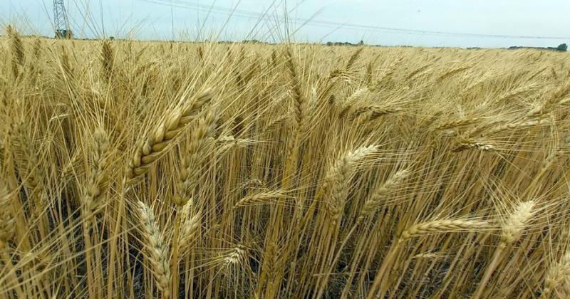 Lote con trigo buen estado en etapa de madurez en el centro norte del departamento General Obligado