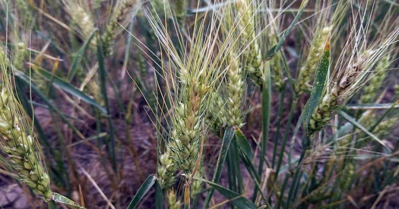  Lote con trigo regular estado en etapa de grano pastoso en el centro del departamento Castellanos