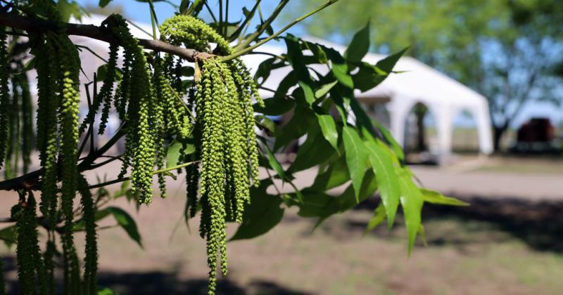 Floreciente El envento coincidió con el inicio de la floración de los rboles La cosecha ser en otoño