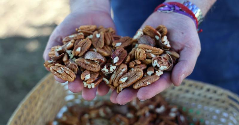 Cumbre de pecaneros en Santa Fe