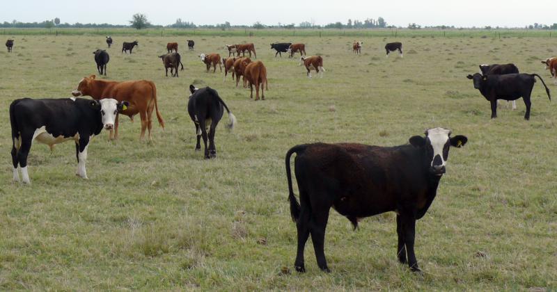 Paradoja ganadera- las lluvias podriacutean estimular una mayor oferta de hacienda