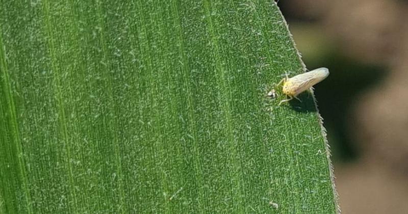 El temor a la chicharrita sigue condicionando la siembra de maiacutez